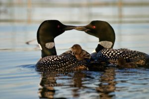 loon_10 loon_10