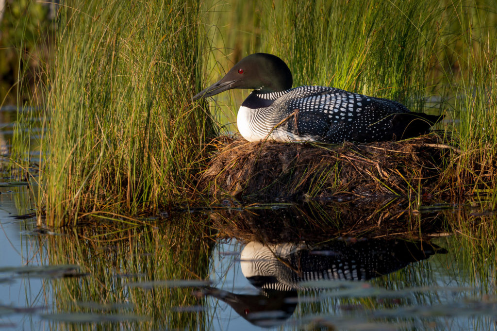 loon_11 loon_11
