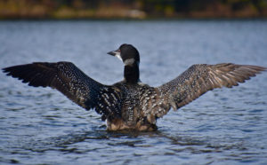 loon_12 loon_12