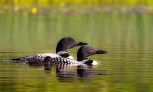 loon_13 loon_13