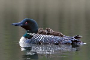 loon_8 loon_8