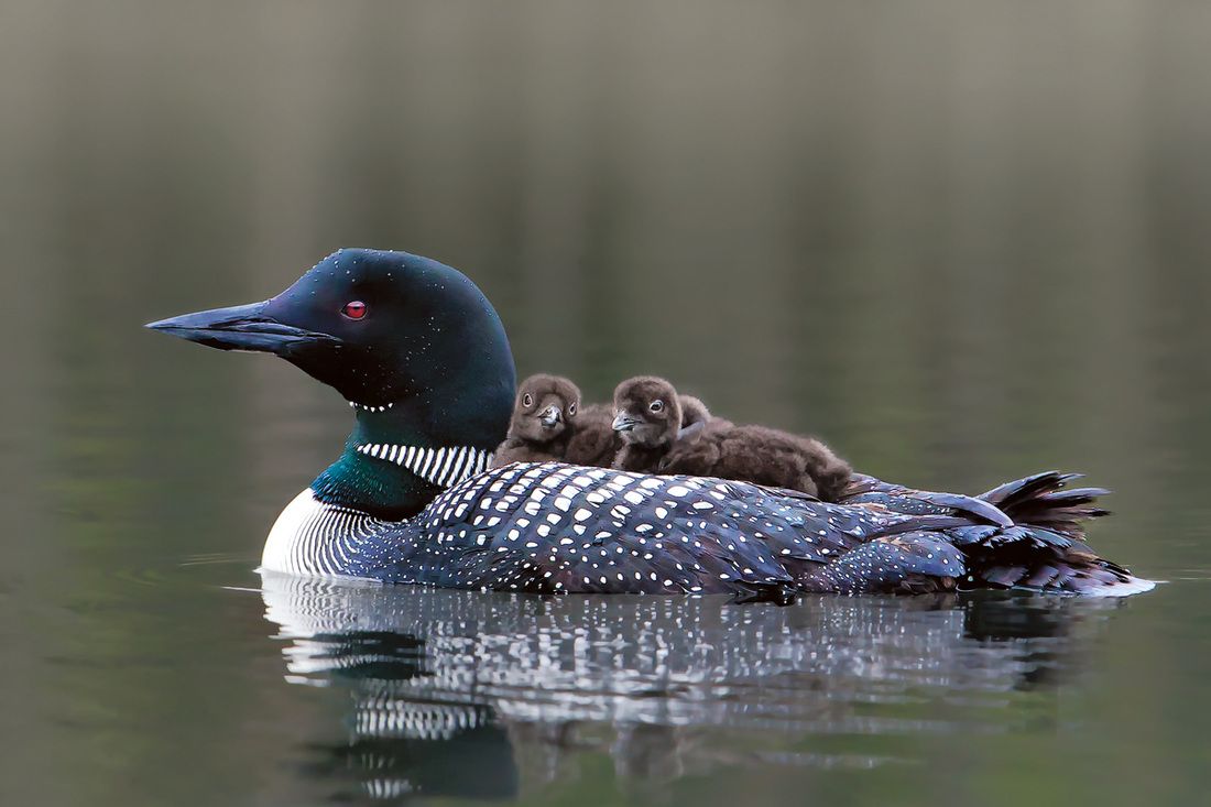 loon_8 loon_8