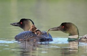 loon_9 loon_9