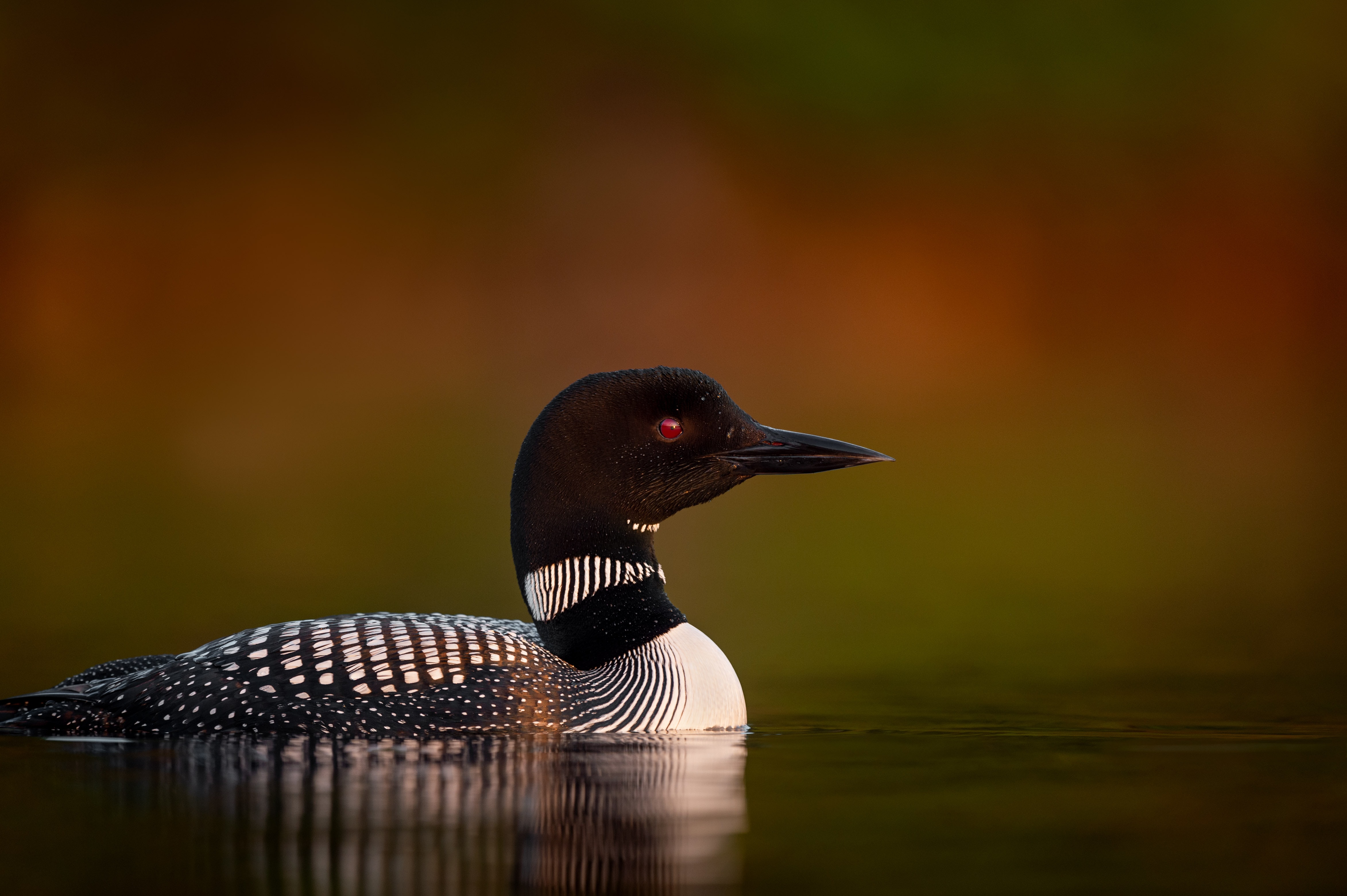 ALL ABOUT LOONS Mercer WI